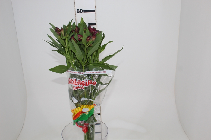 <h4>ALSTROEMERIA NAPOLI 080 CM</h4>