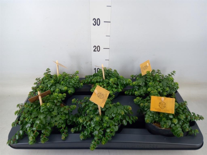 <h4>Sedum makinoi 'Kosmosje'</h4>