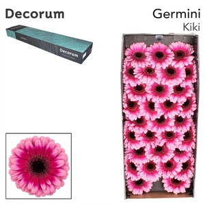 Germini Kiki Doos