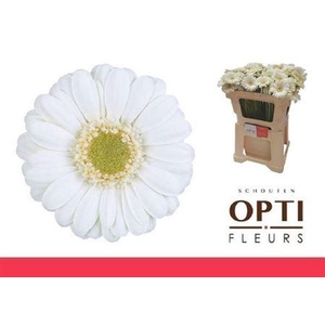 Ge Mi Albino 07 CM,(NL),(20)