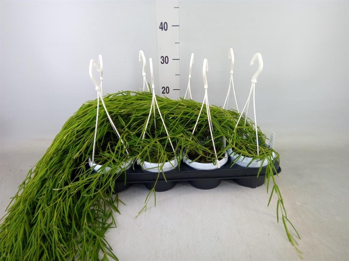 <h4>Hoya linearis</h4>