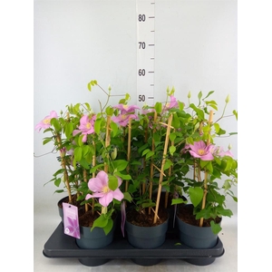 Clematis  'Boulevard'   ...