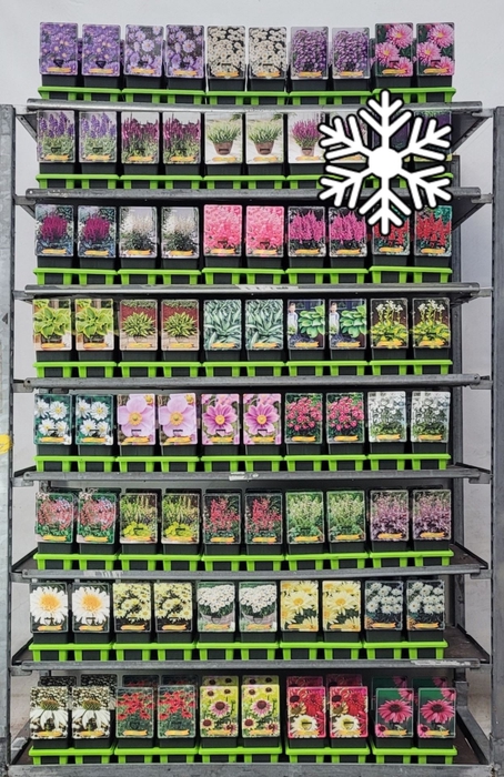 Vaste planten mixkar