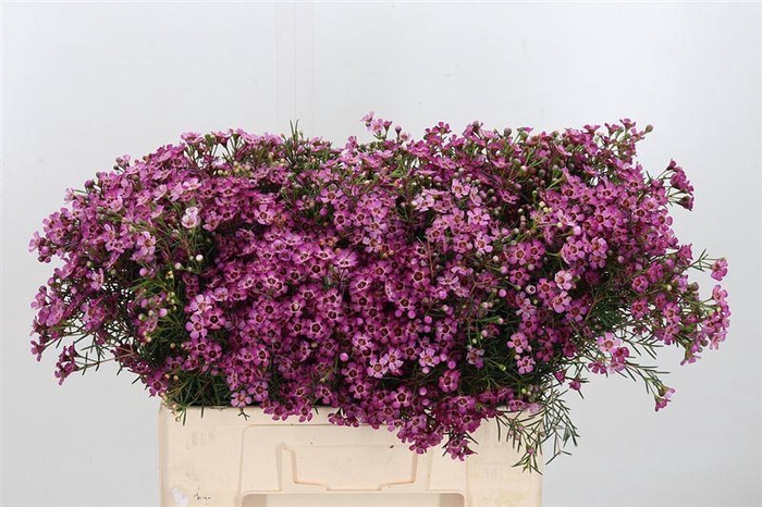 <h4>Chame Un Jupiter</h4>