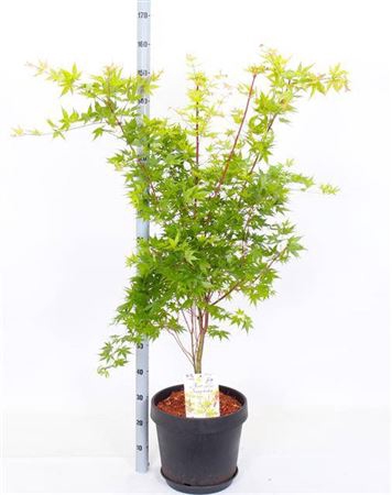 <h4>Acer Pa Sangokaku</h4>