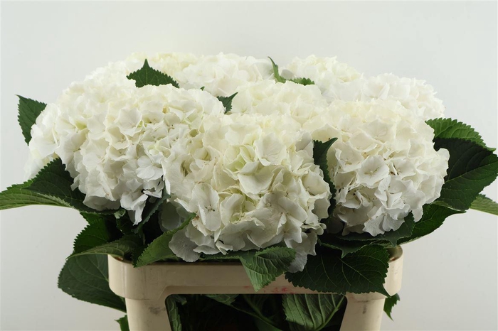 <h4>Hydr M White Verena 80-22</h4>