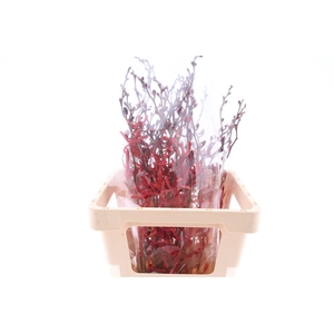 D Arachnis James Story