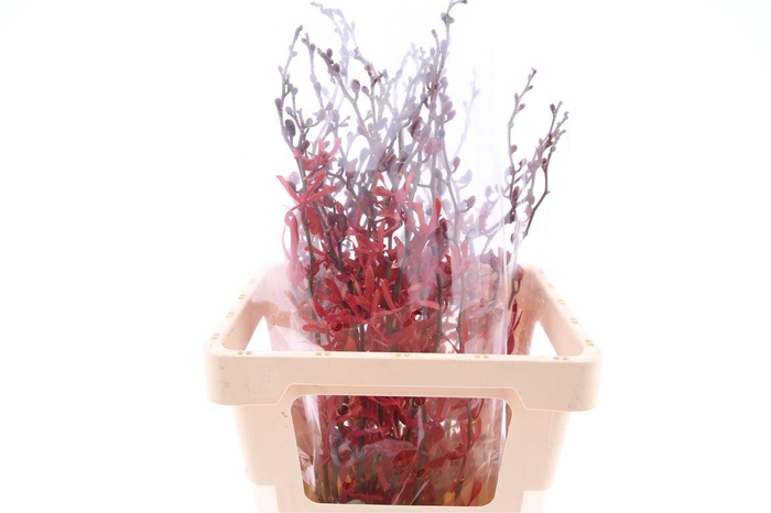 <h4>D Arachnis James Story</h4>