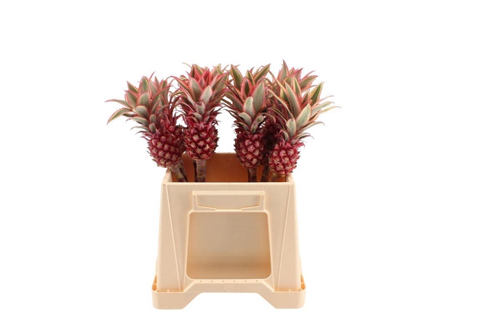 <h4>Ananas Small</h4>