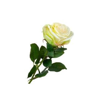 Rosa Cream Extra