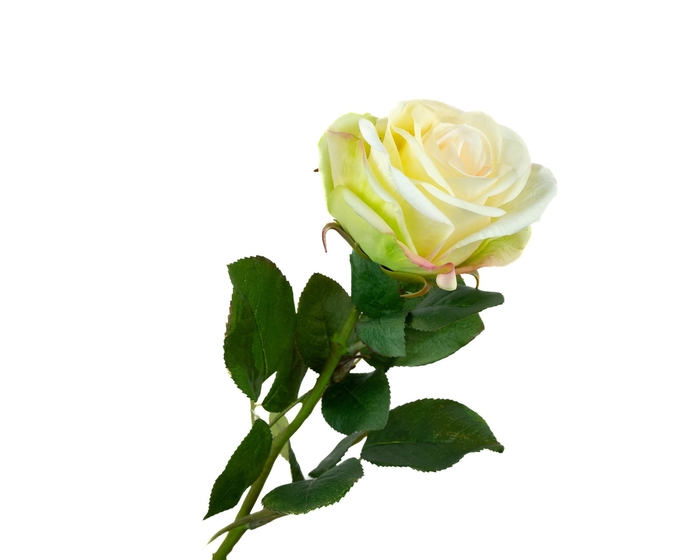 Rosa Cream Extra