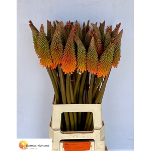 Kniphofia Alcazar Biemans
