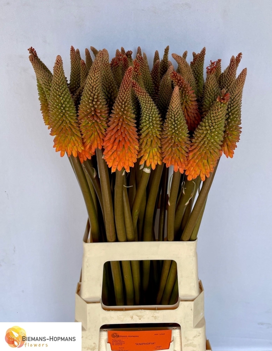 <h4>KNIP ALCAZAR</h4>