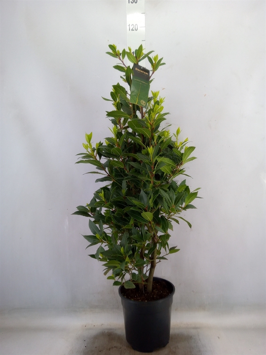 <h4>Laurus nobilis</h4>