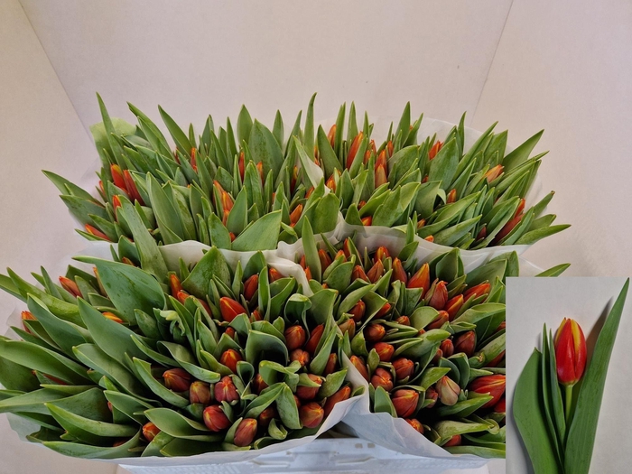 <h4>TU EN TARZAN</h4>