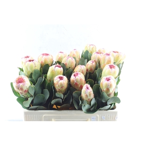 Protea Grandicolor