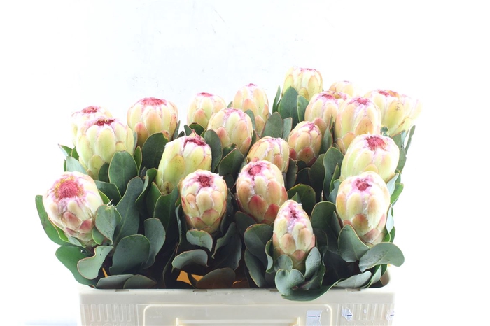 <h4>Protea Grandicolor</h4>