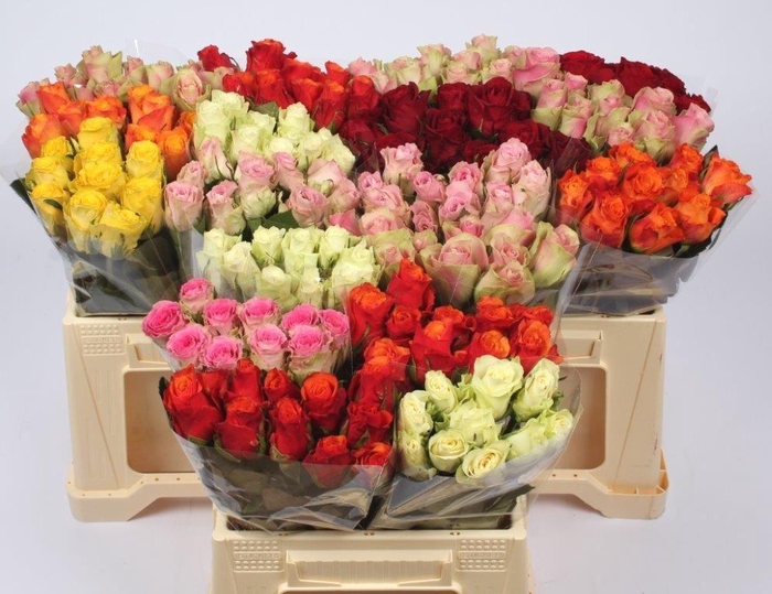 <h4>R GR GEM IN FUST</h4>