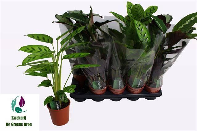 <h4>CALAT GEM 3 SRT</h4>