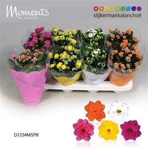 Kalanchoe Moments - Spring Moments