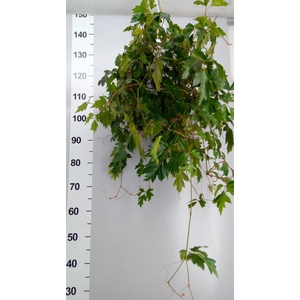 Cissus rhombifolia 'Ellen Danica'