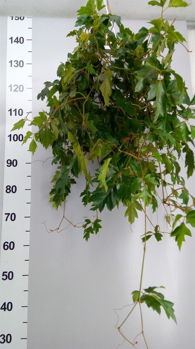 <h4>Cissus rhombifolia 'Ellen Danica'</h4>