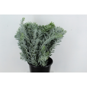 ACACIA MIMOSA LUNA DI ARGENTO