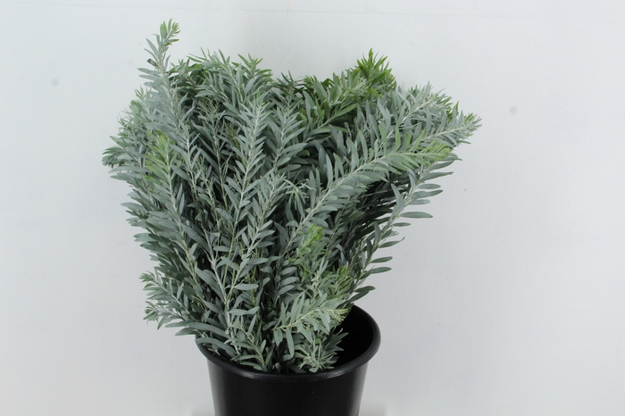 <h4>ACACIA MIMOSA LUNA DI ARGENTO</h4>