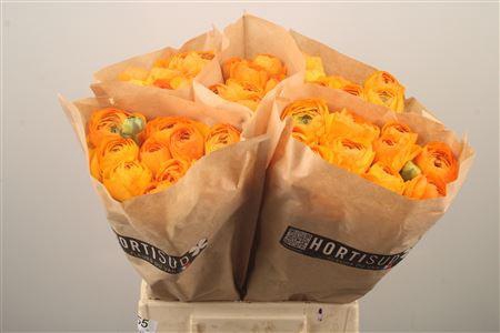 <h4>Ran Fr Su Omega</h4>