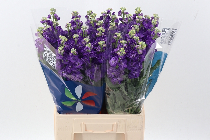 <h4>Matth Iron Purple</h4>