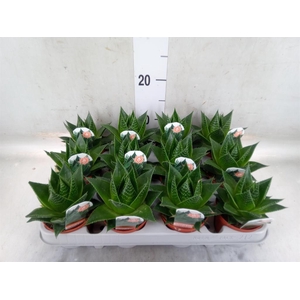 Aloe aristata 'Cosmo'