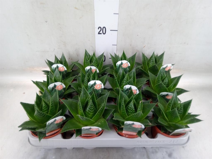 <h4>Aloe aristata 'Cosmo'</h4>