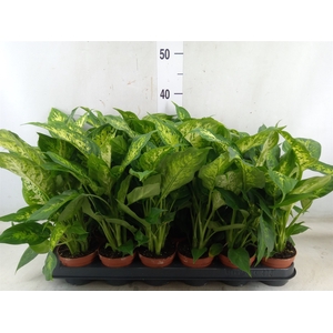Dieffenbachia  'Compacta'
