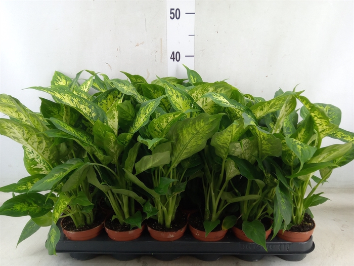 <h4>Dieffenbachia  'Compacta'</h4>