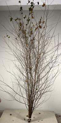 <h4>Betula  200/250cm</h4>