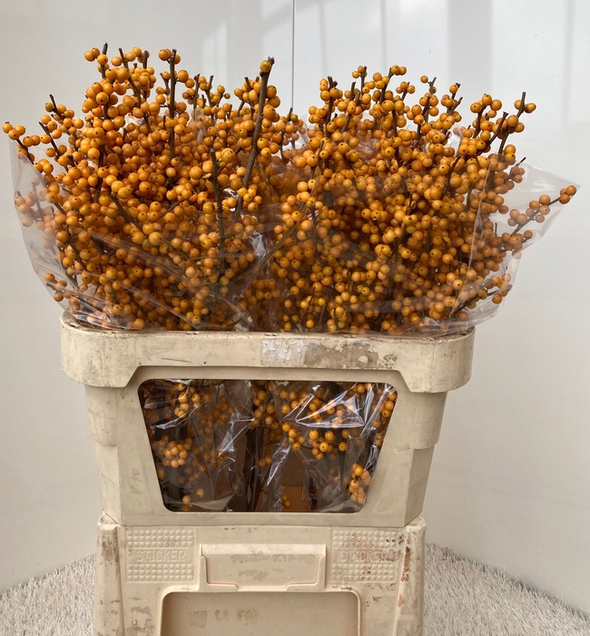 <h4>ILEX VE GOLD VERBOOM</h4>