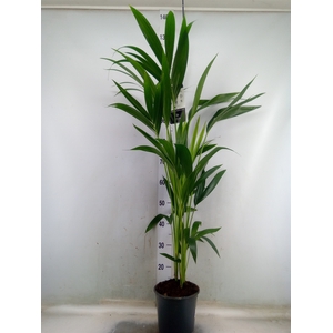 Howea forsteriana