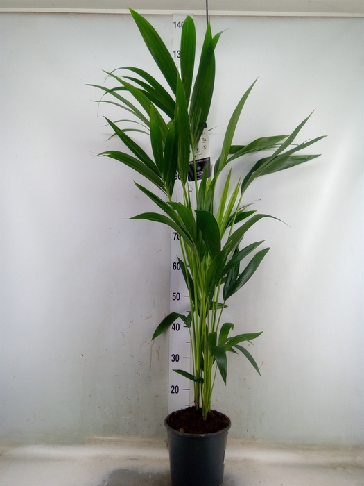 <h4>Howea forsteriana</h4>