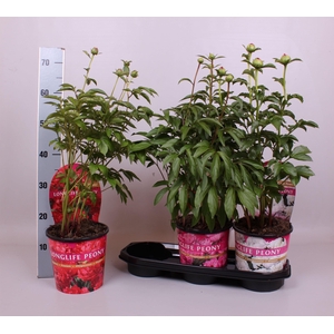 Paeonia 19CM Mix Longlife