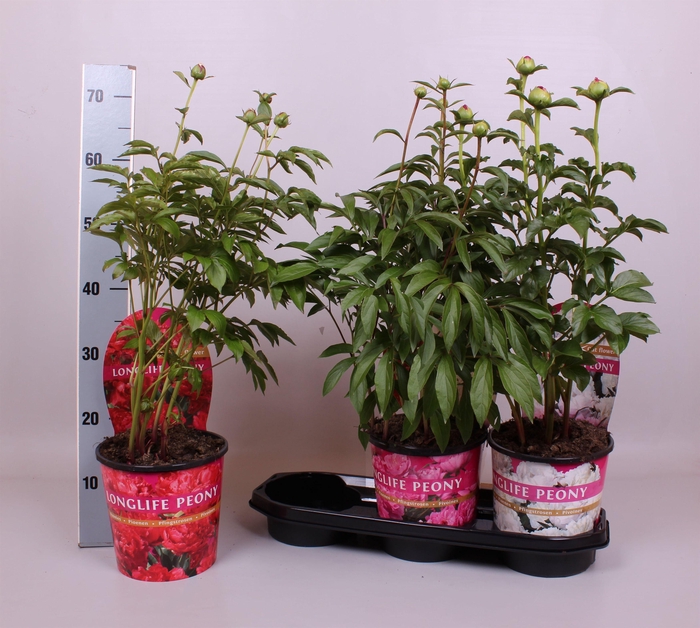 <h4>Paeonia 19CM Mix Longlife</h4>