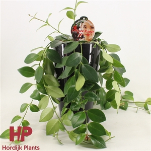 Aeschynanthus Mona Lisa Keramiek Zwart