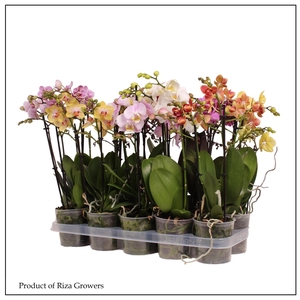 Phalaenopsis Blanco Multi Mix 3 Spi
