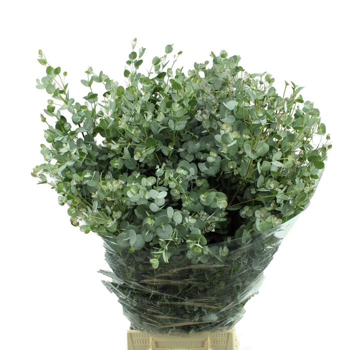 <h4>Gunnii Lang</h4>