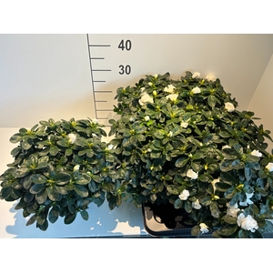 RHODO SI WITTE VOGEL