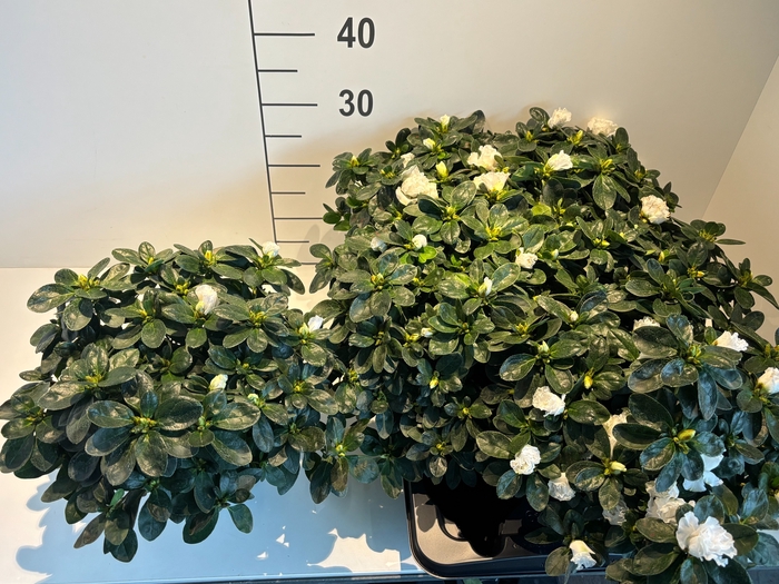 <h4>RHODO SI WITTE VOGEL</h4>