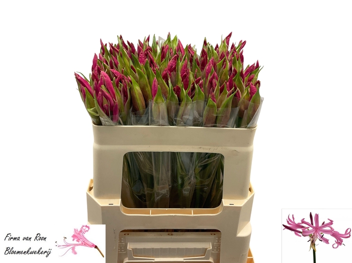 <h4>NE BO RAS VAN ROON</h4>