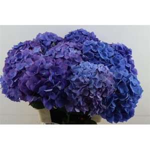 Hydr M Pimpernel 60-20