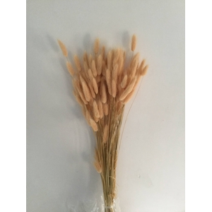 DRIED FLOWERS - LAGURUS CHAMPAGNE 50GR