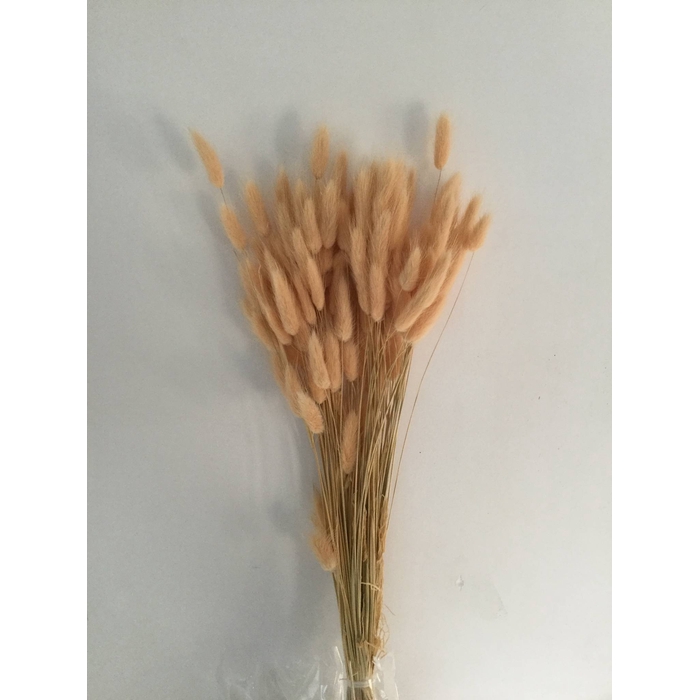 <h4>DRIED FLOWERS - LAGURUS CHAMPAGNE 50GR</h4>