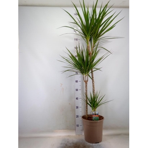 Dracaena marg.